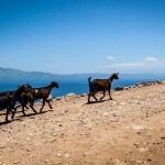 Goats on Mountain